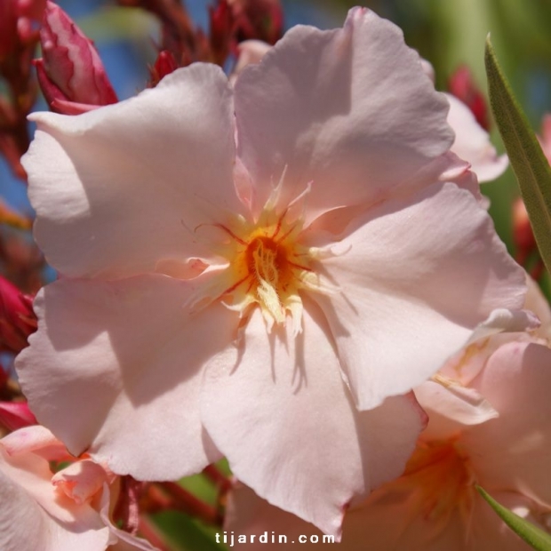 Nerium oleander 'Provence' Nerium oleander 'Provence'