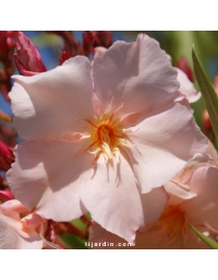Laurier-rose 'Provence' (Nerium oleander)