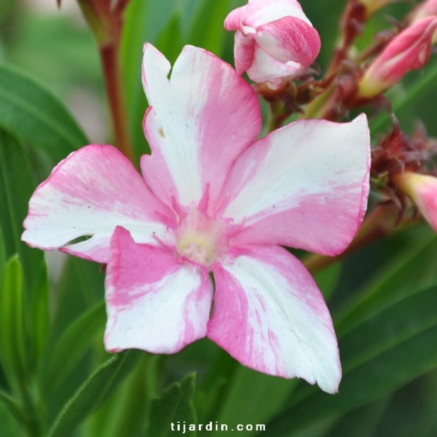Nerium oleander 'Simie' Nerium oleander 'Simie'