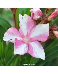 Laurier-rose 'Simie' (Nerium oleander)