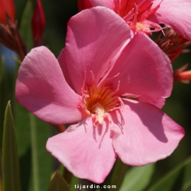 Nerium oleander 'Souvenir d'Emma Schneider'