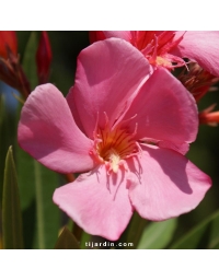 Laurier-rose 'Souvenir d'Emma Schneider' (Nerium oleander)