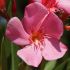 Laurier-rose 'Souvenir d'Emma Schneider' (Nerium oleander)