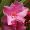 Nerium oleander 'Cavalaire'