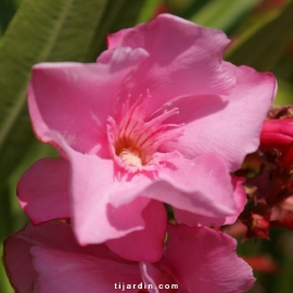 Nerium oleander 'Cavalaire'