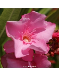 Laurier-rose 'Cavalaire' (Nerium oleander)