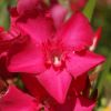 Nerium oleander 'Claudia'