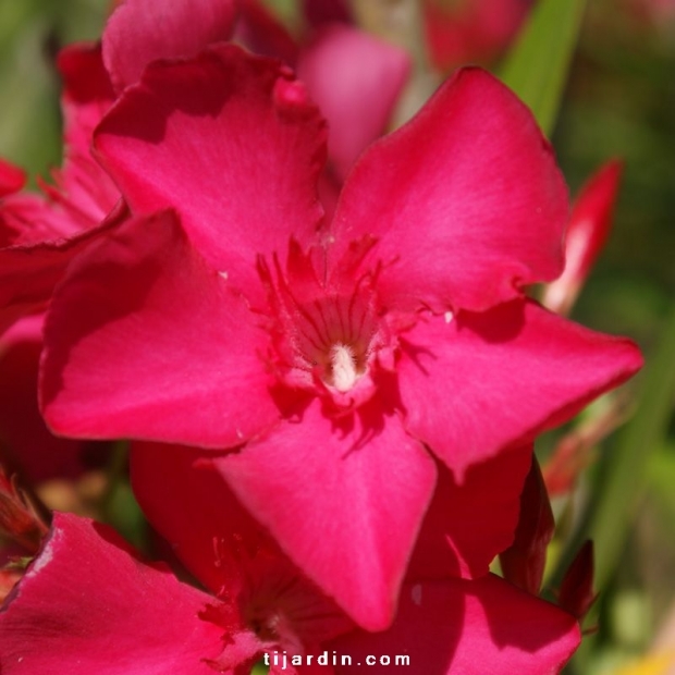 Nerium oleander 'Claudia'