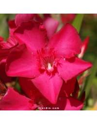 Laurier-rose 'Claudia' (Nerium oleander)