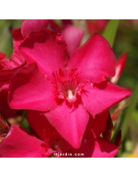 Nerium oleander - Laurier rose 'Claudia'