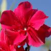 Nerium oleander 'Commandant Barthélémy'