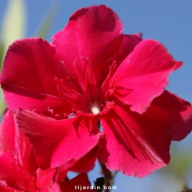 Nerium oleander - Laurier rose 'Commandant Barthélémy'