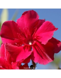 Nerium oleander - Laurier rose 'Commandant Barthélémy'