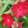 Nerium oleander 'Emile Sahut'