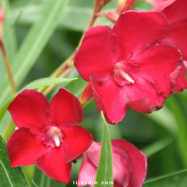 Nerium oleander 'Emile Sahut'