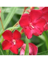 Nerium oleander - Laurier rose 'Emile Sahut'