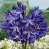 Agapanthus 'Northern Star'