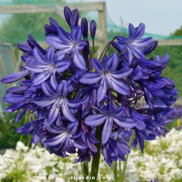 Agapanthe 'Northern Star' : fleurs bleu nuit, achat conseil - Tijardin