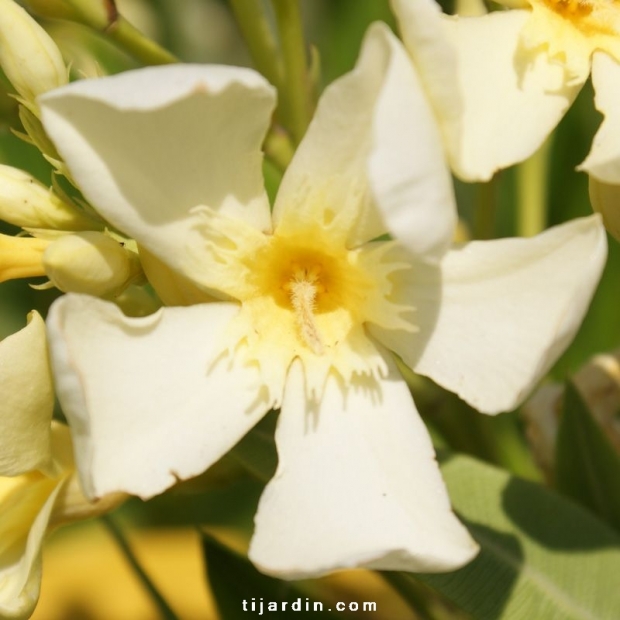 Nerium oleander 'Marie Gambetta' Nerium oleander 'Marie Gambetta'