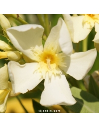 Laurier-rose 'Marie Gambetta' (Nerium oleander)