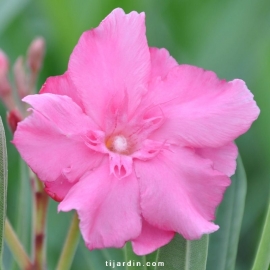 Nerium oleander 'Rose de Borel'