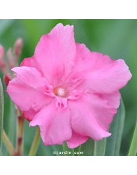 Laurier-rose 'Rose des Borels' (Nerium oleander)
