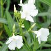 Nerium oleander 'Soeur Agnès'