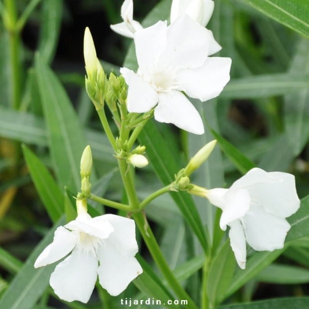 Nerium oleander 'Soeur Agnès'