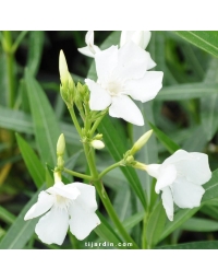 Nerium oleander - Laurier rose 'Soeur Agnès'
