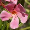 Nerium oleander 'Tito Poggi'