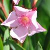 Nerium oleander 'Villa Romaine'