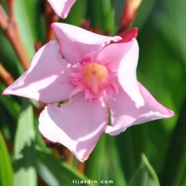 Nerium oleander 'Villa Romaine'