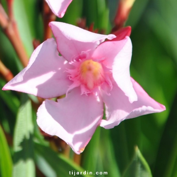 Nerium oleander 'Villa Romaine' Nerium oleander 'Villa Romaine'