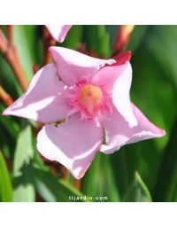 Nerium oleander - Laurier rose 'Villa Romaine'