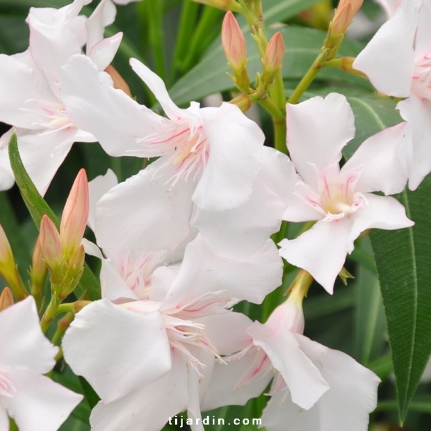 Nerium oleander 'Alsace' Nerium oleander 'Alsace'