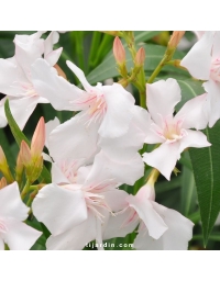 Nerium oleander - Laurier rose 'Alsace'