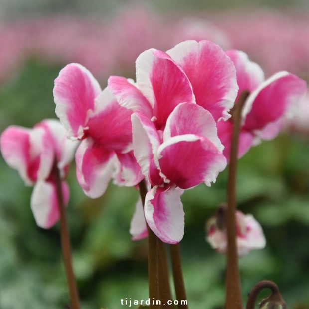 Cyclamen 'Abanico' magenta Cyclamen 'Abanico' magenta
