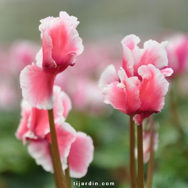 Cyclamen 'Abanico' saumon Cyclamen 'Abanico' saumon