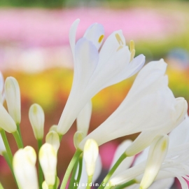 Agapanthus 'Phantom'