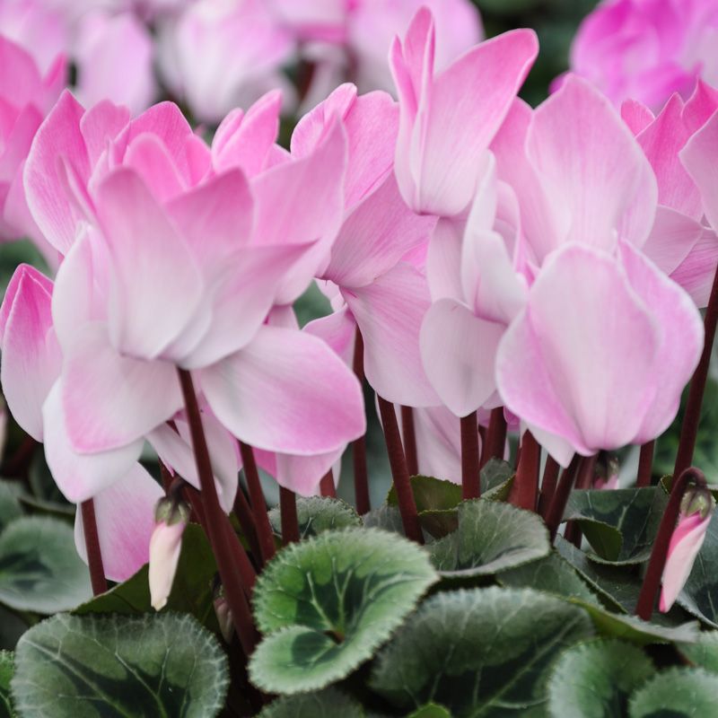 Cyclamen 'Blush' : feuillage argenté & fleurs blanc-rosé - Tijardin