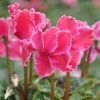 Cyclamen 'Curly®' fuchsia