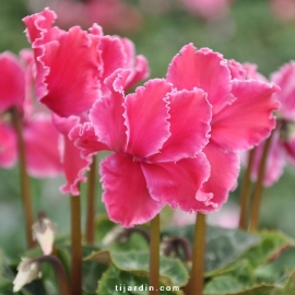 Cyclamen 'Curly®' fuchsia