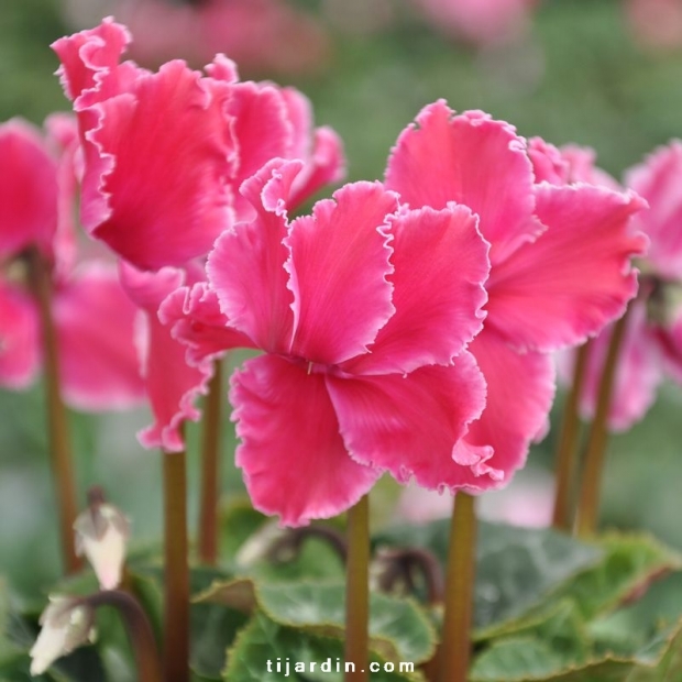Cyclamen 'Curly®' fuchsia Cyclamen 'Curly®' fuchsia
