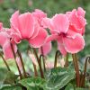 Cyclamen 'Curly®' saumon