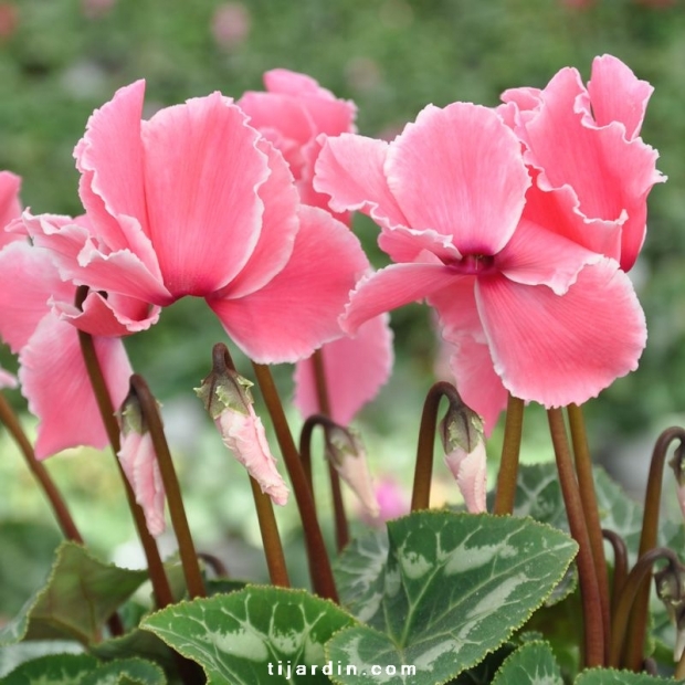 Cyclamen 'Curly®' saumon Cyclamen 'Curly®' saumon