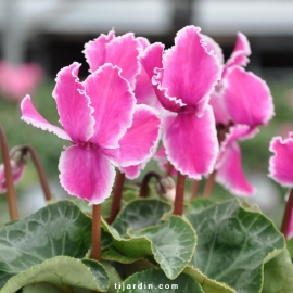 Cyclamen 'Curly®' violet