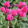 Cyclamen 'Décora' rose de perse