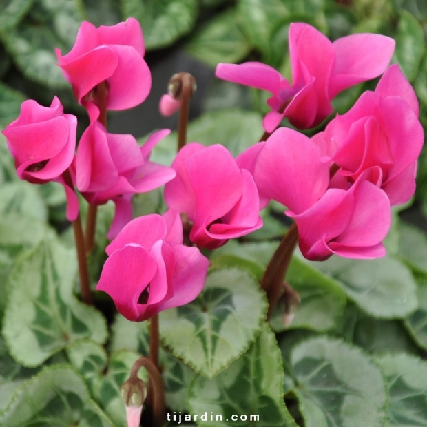 Cyclamen 'Décora' rose de perse Cyclamen 'Décora' rose de perse