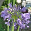 Agapanthus 'Purple Delight'