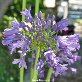 Agapanthus 'Purple Delight'